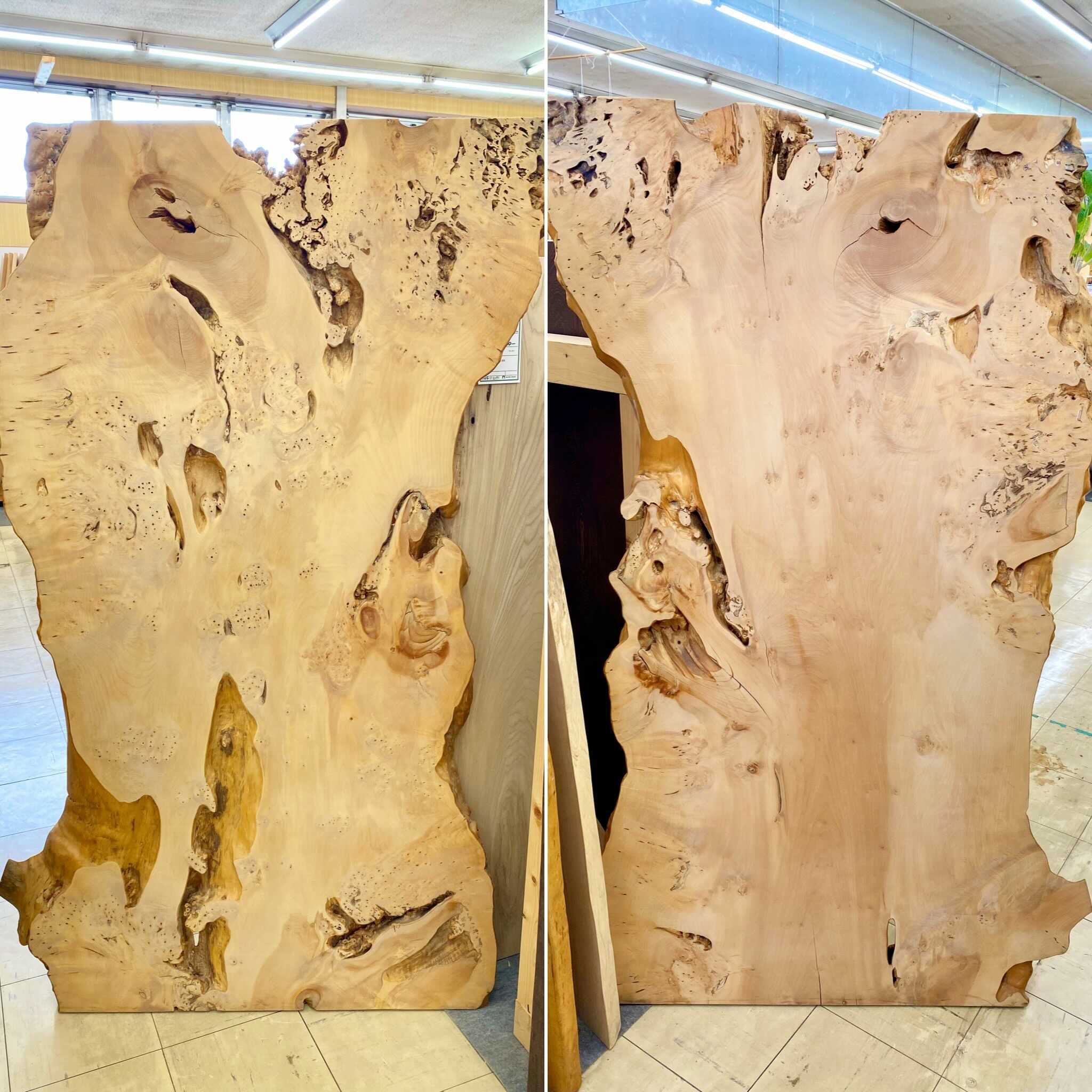 木図鑑「イチョウ」の魅力に迫る!一枚板 - アズスク