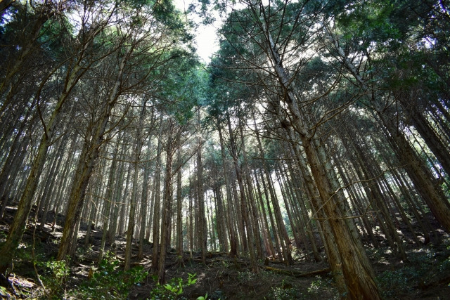 実は、大半のヒノキは植林材